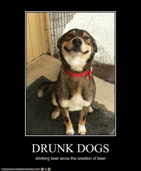  DRUNK  DOGS  Memebase Funny  Memes