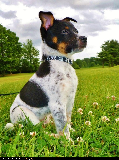 red heeler jack russell mix puppy