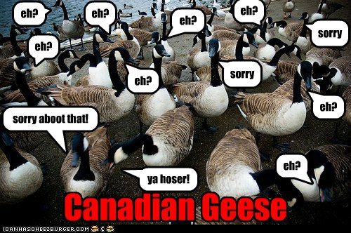 aboot-accent-canadian-eh-geese-polite-6508268544
