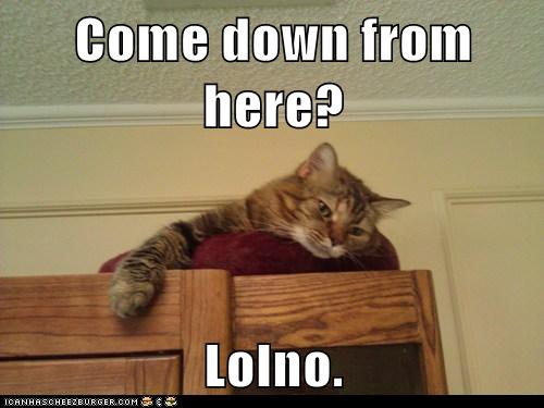 Come Down From Here? - Lolcats - Lol 