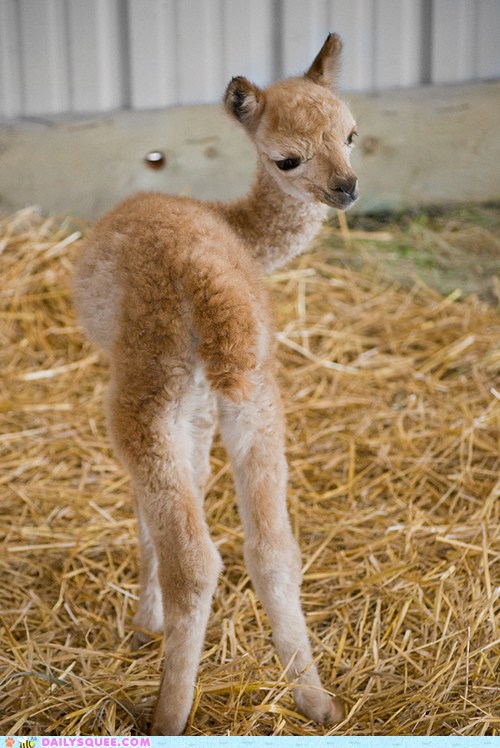 Baby Llama - Daily Squee - Cute Animals - Cute Baby Animals - Cute
