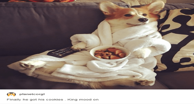 15 Tumblr Posts About Corgis That Are Just Too Cute To Miss I Can Has Cheezburger