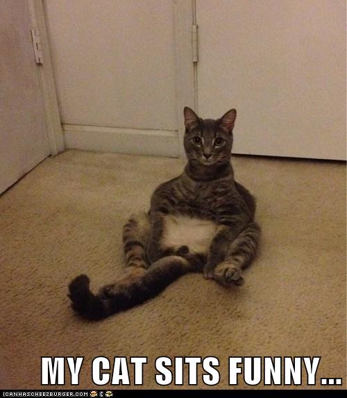 MY CAT SITS FUNNY... - Lolcats - lol | cat memes | funny cats | funny ...