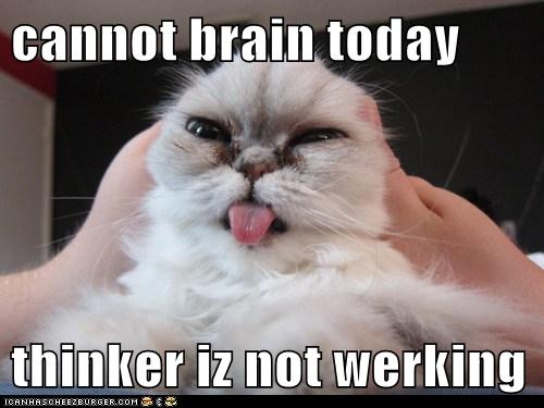 cannot-brain-today-lolcats-lol-cat-memes-funny-cats-funny-cat