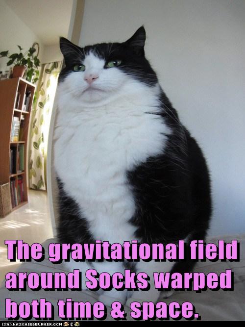 Lolcats fisheye LOL at Funny Cat Memes Funny cat pictures with