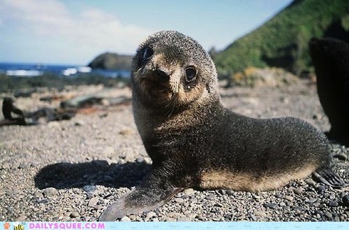 Sandy Seal Pup - Daily Squee - Cute Animals - Cute Baby Animals - Cute ...