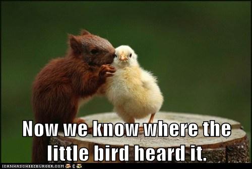 a-little-squirrel-told-him-animal-comedy-animal-comedy-funny