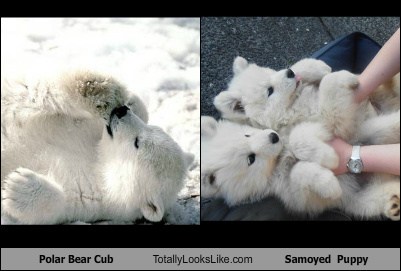 polar bear samoyed