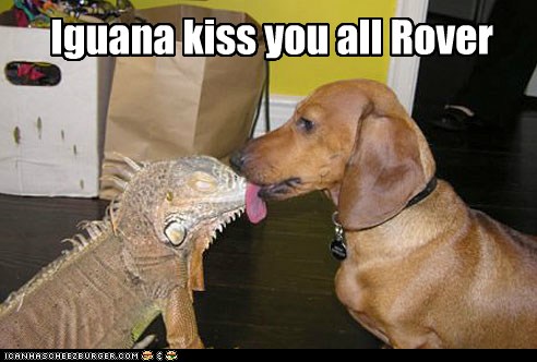 Love is Punny - I Has A Hotdog - Dog Pictures - Funny pictures of dogs - Dog Memes - Puppy ...