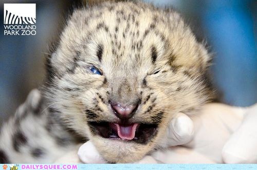Daily Squee - tigers - Page 3 - Cute Animals in the Cutest Pictures Ever  and even cuter baby animals - Cute Animals - Cute Baby Animals - Cute  Animal Pictures - Animal Gifs - GIF Animals - Cheezburger