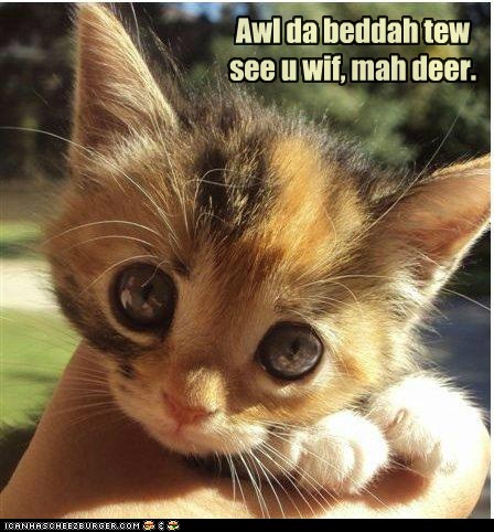 What big eyes you have! - Lolcats - lol | cat memes | funny cats