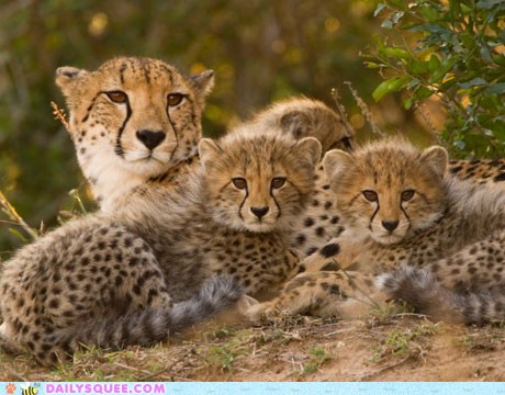 Live Cheetah Cub Cam! - Daily Squee - Cute Animals - Cute Baby Animals