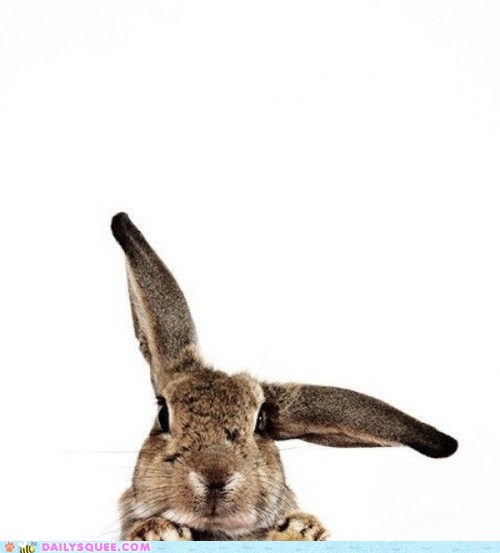 Bunday Weather Forecast Daily Squee Cute Animals Cute Baby Animals Cute Animal Pictures