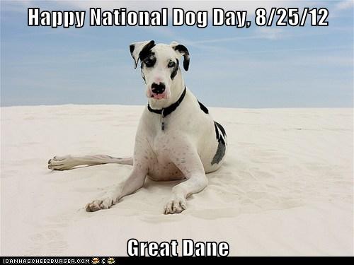 National great cheap dane day