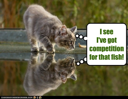 Reflect that! - Lolcats - lol | cat memes | funny cats | funny cat pictures  with words on them | funny pictures | lol cat memes | lol cats