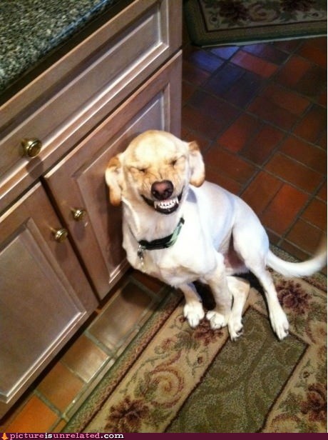 Picture Is Unrelated - smile dog - Funny Pictures That Will Make You