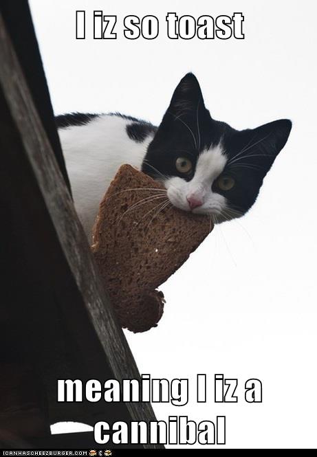 I Iz So Toast Meaning I Iz A Cannibal Lolcats Lol Cat Memes