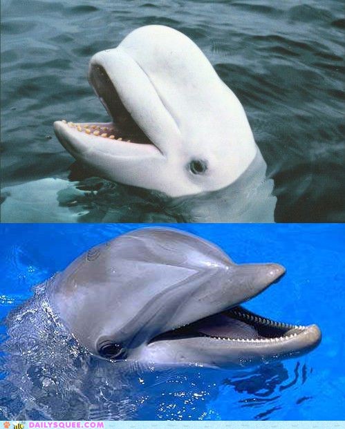 Squee Spree: Beluga Whale vs. Dolphin - Daily Squee - Cute Animals - Cute Baby Animals - Cute ...