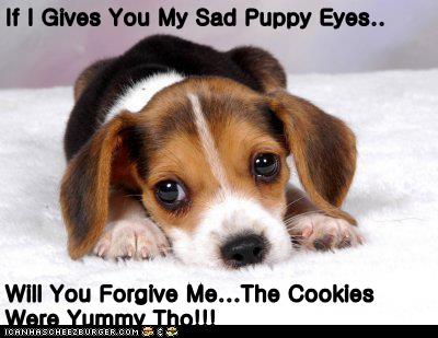 If I Gives You My Sad Puppy Eyes.. Will You Forgive Me...The Cookies Were Yummy Tho ...