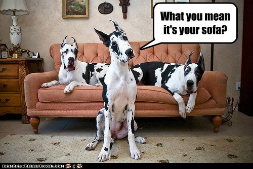 I Has A Hotdog Lounging Funny Dog Pictures Dog Memes Puppy