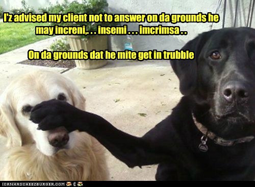 My client pleads the fifth... - I Has A Hotdog - Dog Pictures - Funny ...