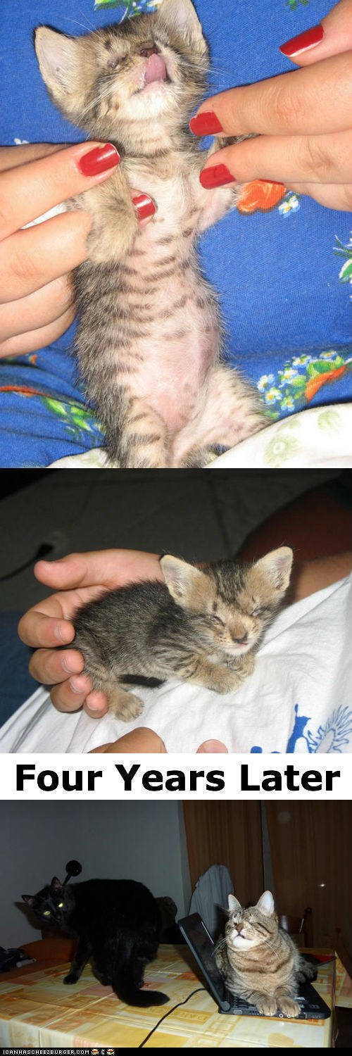 Blind Kitten Rescued, Given New Forever Home I Can Has Cheezburger?