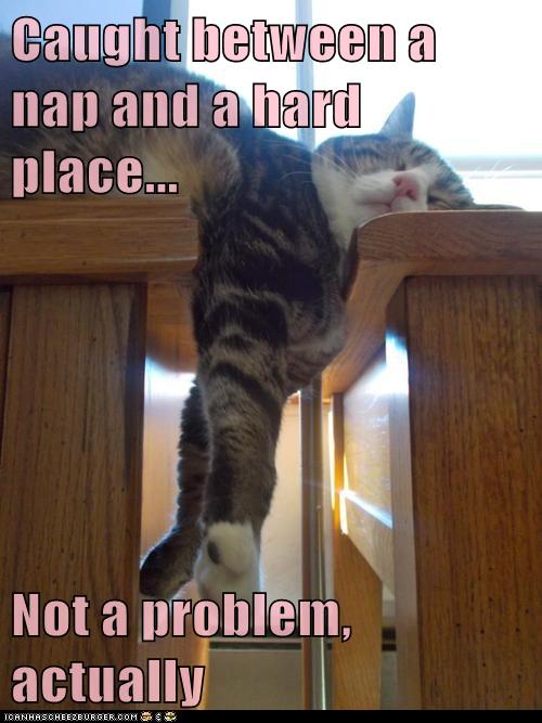 Caught between a nap and a hard place... - Lolcats - lol | cat memes ...