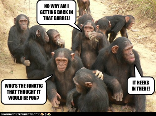 Bonobo  Ugly animals, Monkeys funny, Funny animals