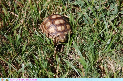 Reader Squee: Little Turtle, Big World - Daily Squee - Cute Animals ...