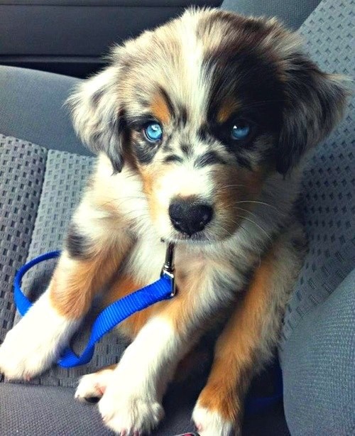 Aussie dog blue store eyes