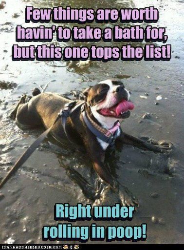 I Has A Hotdog - boxer - Page 4 - Funny Dog Pictures | Dog Memes ...