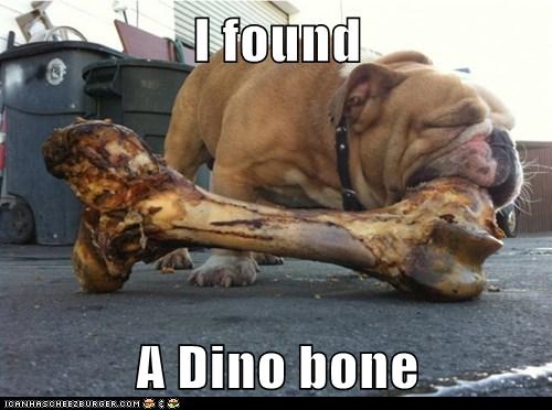 dino bones for dogs