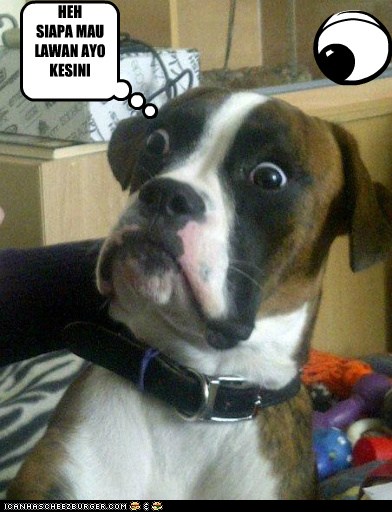 Anjing Marah Cheezburger Funny Memes Funny Pictures