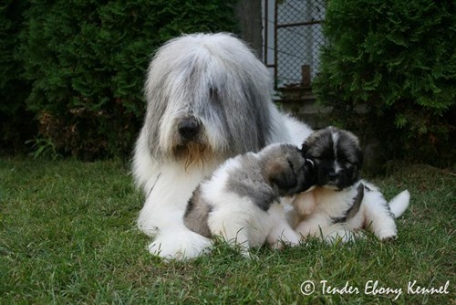 Mioritic shepherd sale puppies