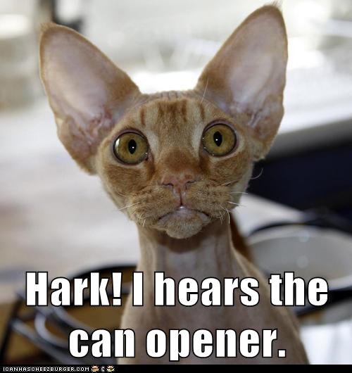 Hark! I hears the can opener. - Lolcats - lol | cat memes | funny cats ...