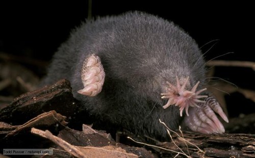 Creepicute Star Nosed Mole Daily Squee Cute Animals Cute Baby Animals Cute Animal Pictures Animal Gifs Gif Animals