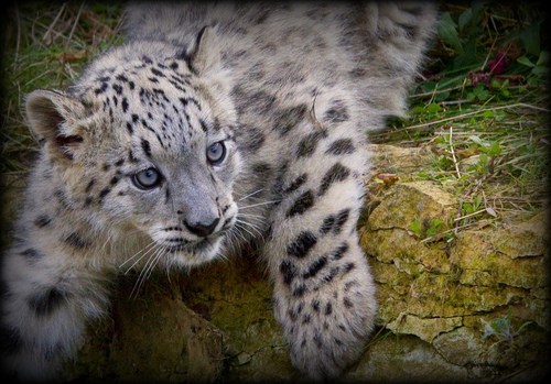 snow leopard paws