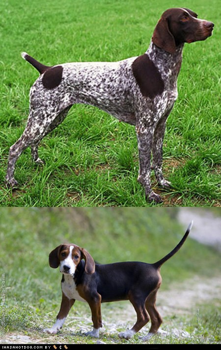 I Has A Hotdog - german shorthaired pointer - Funny Dog 