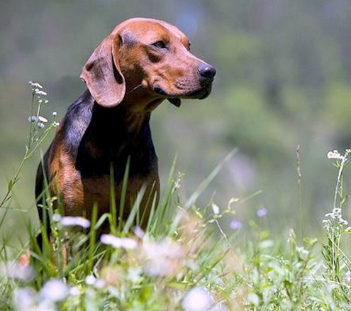 balkan hound