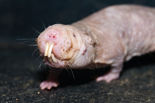 Creepicute: Naked Mole Rat - Daily Squee - Cute Animals - Cute Baby Animals  - Cute Animal Pictures - Animal Gifs - GIF Animals