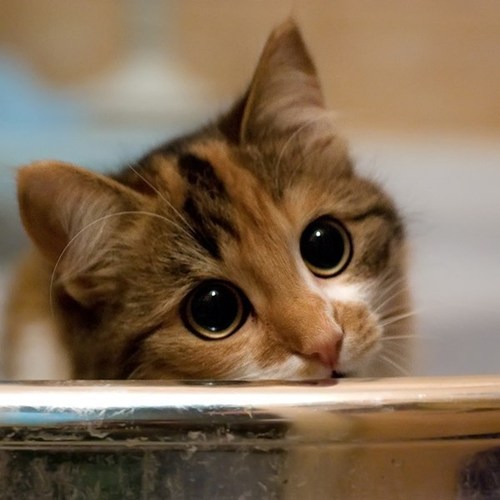 Cyoot Kitteh of teh Day: HOW CAN I SAY 'NO' TO THOSE EYES