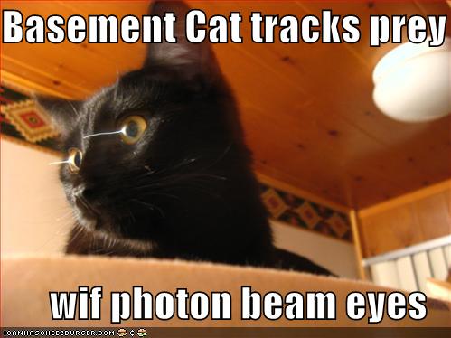 Basement Cat Tracks Prey Wif Photon Beam Eyes Cheezburger Funny Memes Funny Pictures