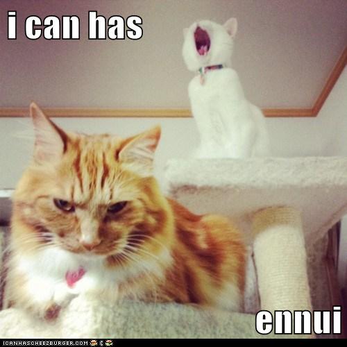 i can has... sigh... - Lolcats - lol | cat memes | funny cats | funny ...