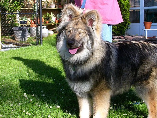 Native american indian dog german hot sale shepherd mix