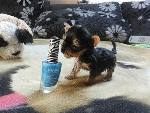 Around the Interwebs: Is This the Smallest Dog You've Ever Seen? - I ...