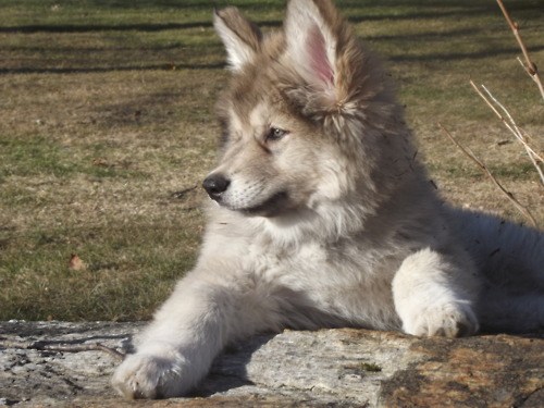 American indian dog store puppies