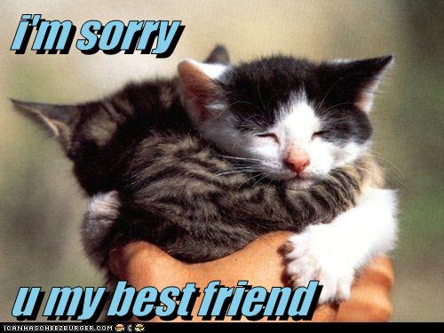 I M Sorry U My Best Friend Lolcats Lol Cat Memes Funny