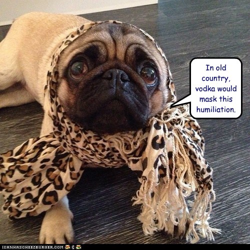 drinking-dogs-pug-head-scarf-babushka-vodka-old-country-humiliated-6708838400