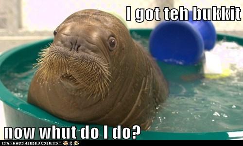 I Can Has Cheezburger? - walrus - Page 3 - Funny Animals Online ...