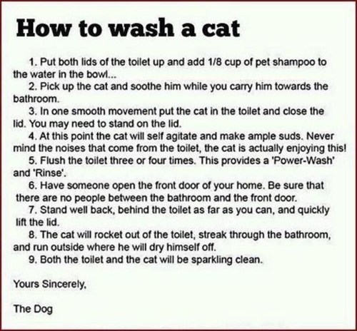 How to wash hot sale a cat toilet